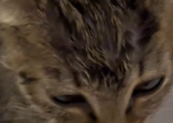 Part2 Animals Rescue #dogrescue #rescuedog #dogsofttiktok #foryoupage #foryou #dogs