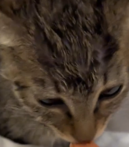 Part2 Animals Rescue #dogrescue #rescuedog #dogsofttiktok #foryoupage #foryou #dogs