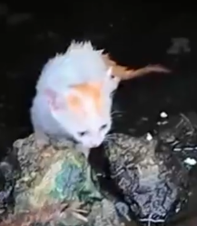 Part2 Animals Rescue #dogrescue #rescuedog #dogsofttiktok #foryoupage #foryou #dogs