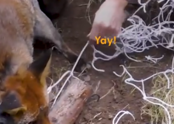 Part2 Animals Rescue #dogrescue #rescuedog #dogsofttiktok #foryoupage #foryou #dogs