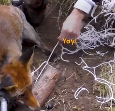 Part2 Animals Rescue #dogrescue #rescuedog #dogsofttiktok #foryoupage #foryou #dogs