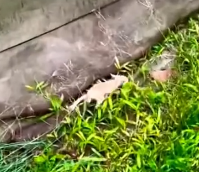 Part2 Animals Rescue #dogrescue #rescuedog #dogsofttiktok #foryoupage #foryou #dogs