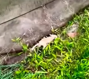 Part2 Animals Rescue #dogrescue #rescuedog #dogsofttiktok #foryoupage #foryou #dogs