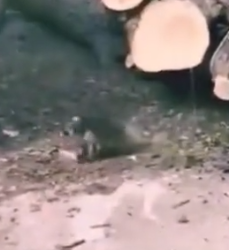 Part2 Animals Rescue #dogrescue #rescuedog #dogsofttiktok #foryoupage #foryou #dogs