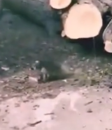 Part2 Animals Rescue #dogrescue #rescuedog #dogsofttiktok #foryoupage #foryou #dogs