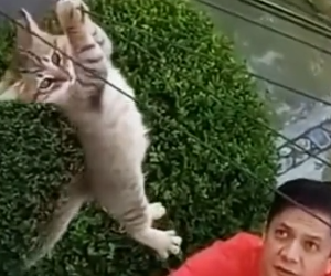 Part2 Animals Rescue #dogrescue #rescuedog #dogsofttiktok #foryoupage #foryou #dogs