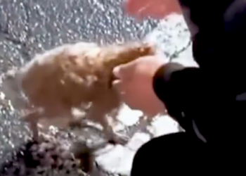 Part2 Animals Rescue #dogrescue #rescuedog #dogsofttiktok #foryoupage #foryou #dogs