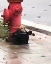 Part2 Animals Rescue #dogrescue #rescuedog #dogsofttiktok #foryoupage #foryou #dogs