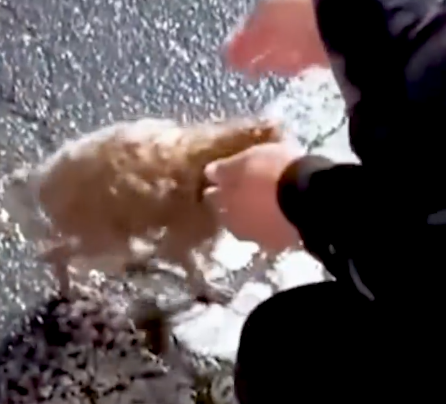 Part2 Animals Rescue #dogrescue #rescuedog #dogsofttiktok #foryoupage #foryou #dogs