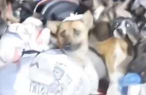 Part2 Animals Rescue #dogrescue #rescuedog #dogsofttiktok #foryoupage #foryou #dogs