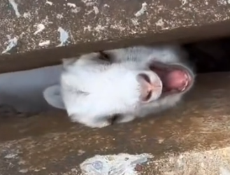 Part2 Animals Rescue #dogrescue #rescuedog #dogsofttiktok #foryoupage #foryou #dogs