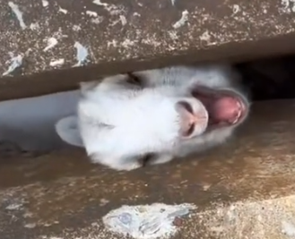 Part2 Animals Rescue #dogrescue #rescuedog #dogsofttiktok #foryoupage #foryou #dogs