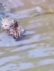 Part2 Animals Rescue #dogrescue #rescuedog #dogsofttiktok #foryoupage #foryou #dogs