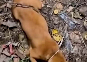 Part2 Animals Rescue #dogrescue #rescuedog #dogsofttiktok #foryoupage #foryou #dogs