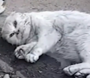 Part2 Animals Rescue #dogrescue #rescuedog #dogsofttiktok #foryoupage #foryou #dogs