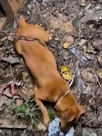 Part2 Animals Rescue #dogrescue #rescuedog #dogsofttiktok #foryoupage #foryou #dogs