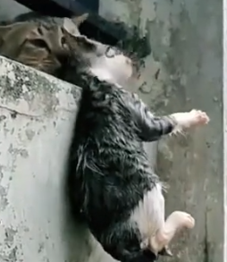 Part2 Animals Rescue #dogrescue #rescuedog #dogsofttiktok #foryoupage #foryou #dogs