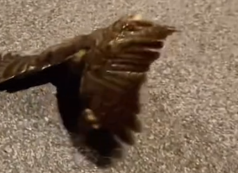 Part2 Animals Rescue #dogrescue #rescuedog #dogsofttiktok #foryoupage #foryou #dogs