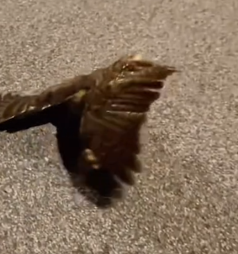 Part2 Animals Rescue #dogrescue #rescuedog #dogsofttiktok #foryoupage #foryou #dogs