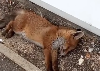 Part2 Animals Rescue #dogrescue #rescuedog #dogsofttiktok #foryoupage #foryou #dogs