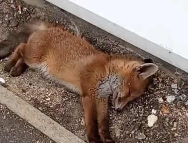 Part2 Animals Rescue #dogrescue #rescuedog #dogsofttiktok #foryoupage #foryou #dogs