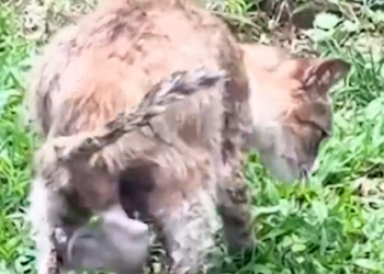 Part2 Animals Rescue #dogrescue #rescuedog #dogsofttiktok #foryoupage #foryou #dogs