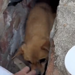 Part2 Animals Rescue #dogrescue #rescuedog #dogsofttiktok #foryoupage #foryou #dogs