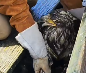 Part2 Animals Rescue #dogrescue #rescuedog #dogsofttiktok #foryoupage #foryou #dogs