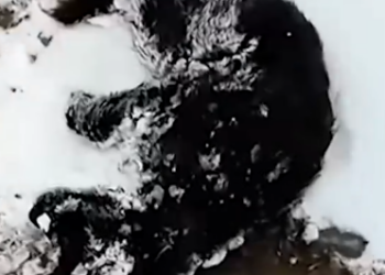 Part2 Animals Rescue #dogrescue #rescuedog #dogsofttiktok #foryoupage #foryou #dogs