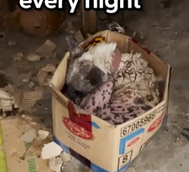 Part2 Animals Rescue #dogrescue #rescuedog #dogsofttiktok #foryoupage #foryou #dogs