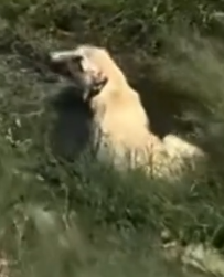 Part2 Animals Rescue #dogrescue #rescuedog #dogsofttiktok #foryoupage #foryou #dogs