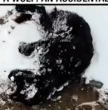 Part2 Animals Rescue #dogrescue #rescuedog #dogsofttiktok #foryoupage #foryou #dogs