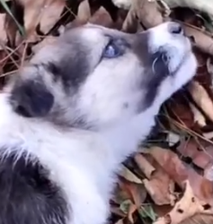 Part2 Animals Rescue #dogrescue #rescuedog #dogsofttiktok #foryoupage #foryou #dogs