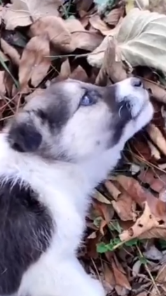 Part2 Animals Rescue #dogrescue #rescuedog #dogsofttiktok #foryoupage #foryou #dogs