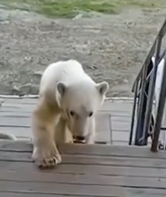 Part2 Animals Rescue #dogrescue #rescuedog #dogsofttiktok #foryoupage #foryou #dogs