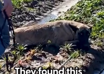 Part2 Animals Rescue #dogrescue #rescuedog #dogsofttiktok #foryoupage #foryou #dogs