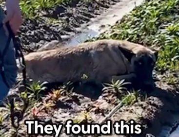 Part2 Animals Rescue #dogrescue #rescuedog #dogsofttiktok #foryoupage #foryou #dogs