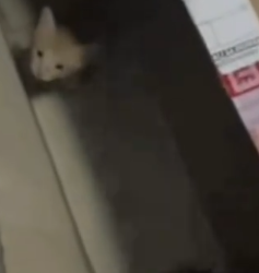 Part2 Animals Rescue #dogrescue #rescuedog #dogsofttiktok #foryoupage #foryou #dogs