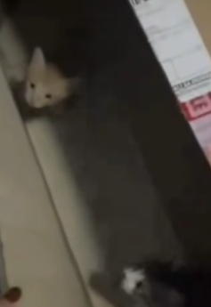 Part2 Animals Rescue #dogrescue #rescuedog #dogsofttiktok #foryoupage #foryou #dogs