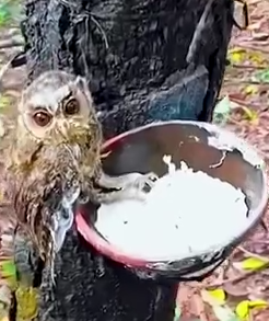 Part2 Animals Rescue #dogrescue #rescuedog #dogsofttiktok #foryoupage #foryou #dogs