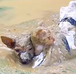 Part2 Animals Rescue #dogrescue #rescuedog #dogsofttiktok #foryoupage #foryou #dogs