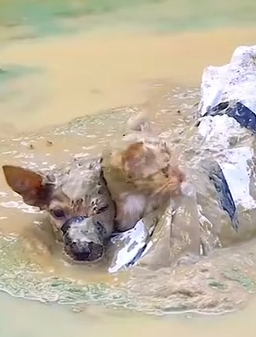 Part2 Animals Rescue #dogrescue #rescuedog #dogsofttiktok #foryoupage #foryou #dogs