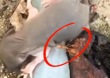 Part2 Animals Rescue #dogrescue #rescuedog #dogsofttiktok #foryoupage #foryou #dogs