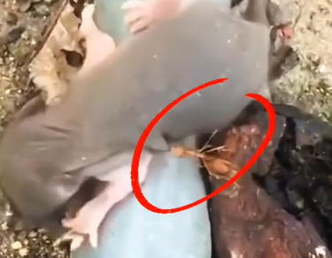 Part2 Animals Rescue #dogrescue #rescuedog #dogsofttiktok #foryoupage #foryou #dogs