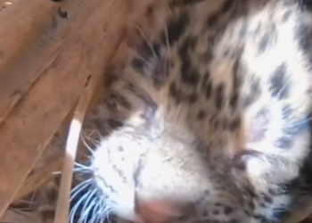 Part2 Animals Rescue #dogrescue #rescuedog #dogsofttiktok #foryoupage #foryou #dogs