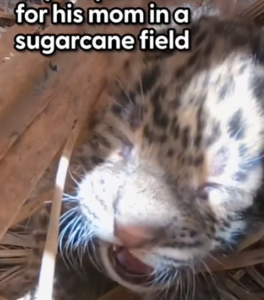 Part2 Animals Rescue #dogrescue #rescuedog #dogsofttiktok #foryoupage #foryou #dogs