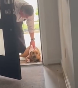 Part2 Animals Rescue #dogrescue #rescuedog #dogsofttiktok #foryoupage #foryou #dogs