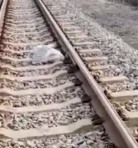 Part2 Animals Rescue #dogrescue #rescuedog #dogsofttiktok #foryoupage #foryou #dogs