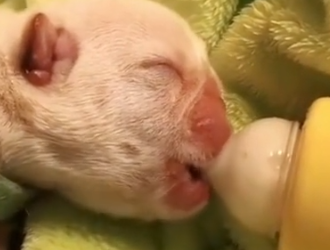 Part2 Animals Rescue #dogrescue #rescuedog #dogsofttiktok #foryoupage #foryou #dogs