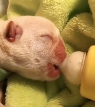 Part2 Animals Rescue #dogrescue #rescuedog #dogsofttiktok #foryoupage #foryou #dogs